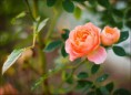/album/quinto-varios/h-326-rosa-jpg/